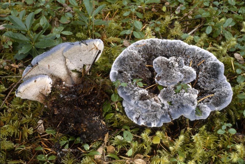 Hydnellum caeruleum